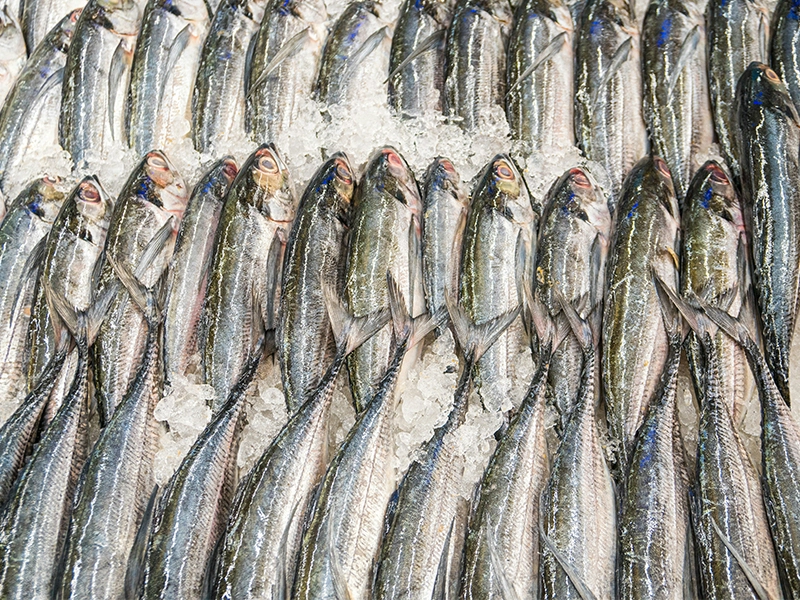 Ice for Seafood