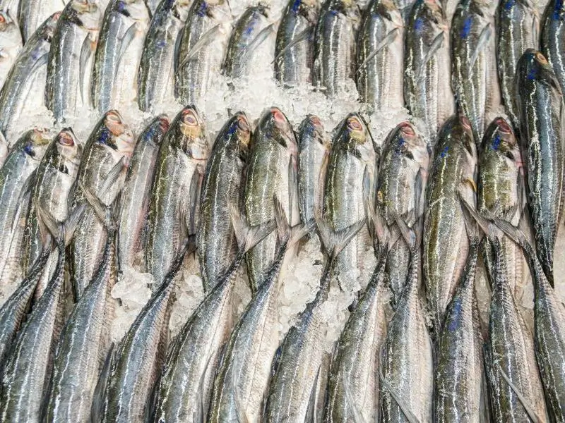 Ice for Seafood